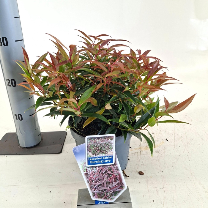 <h4>Leucothoë keiskei 'Burning Love'</h4>
