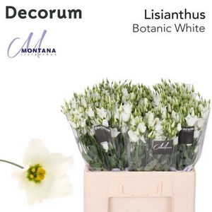 Eust Botanic White 60 cm