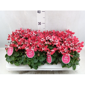 Cyclamen KL 'Djix'