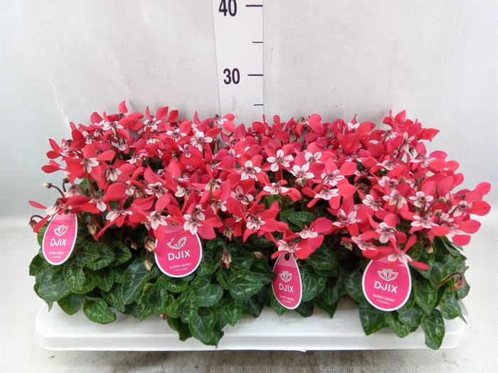 <h4>Cyclamen KL 'Djix'</h4>