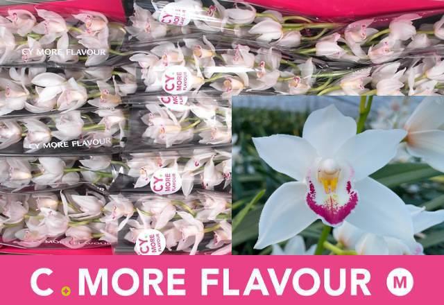 <h4>CYMB MI LUCKY SUE</h4>