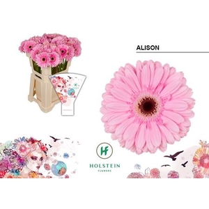 Gerbera large flowered Alison