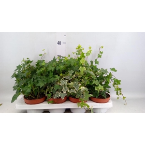 Hedera helix   ...mix 3