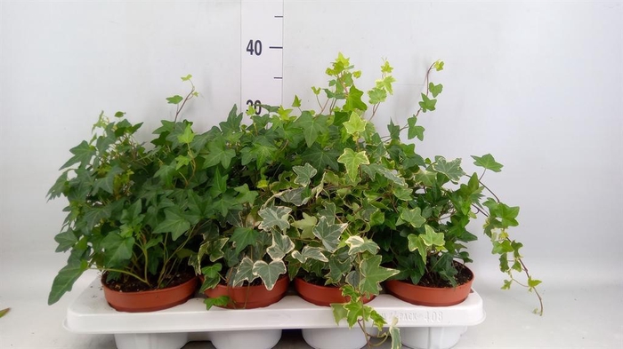 <h4>Hedera helix   ...mix 3</h4>