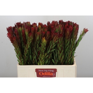 Leucadendron Safari Sunset