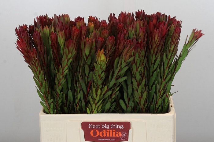 <h4>Leucadendron Safari Sunset</h4>