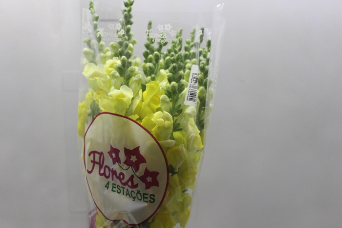 <h4>BOCA DE LEAO POTOMAC YELLOW 080 CM</h4>