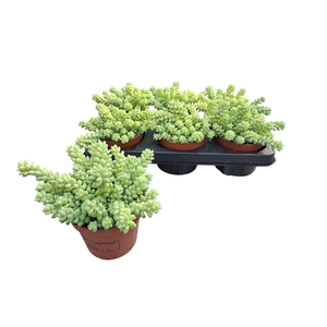 SEDUM BURRITO