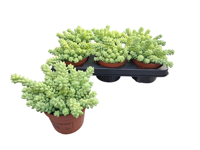 <h4>SEDUM BURRITO</h4>
