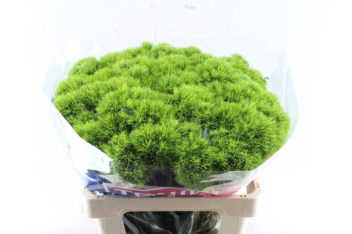 <h4>Di Barb Kiwi Mellow</h4>