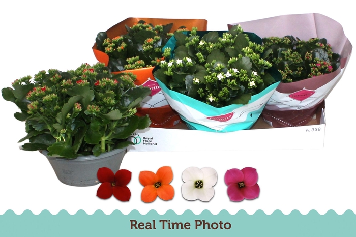 <h4>KAL EN GEM 4 KL</h4>