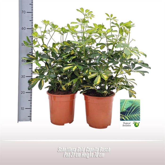 <h4>Schefflera Gold Capella Busch</h4>