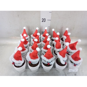 Cactus   ...decorated