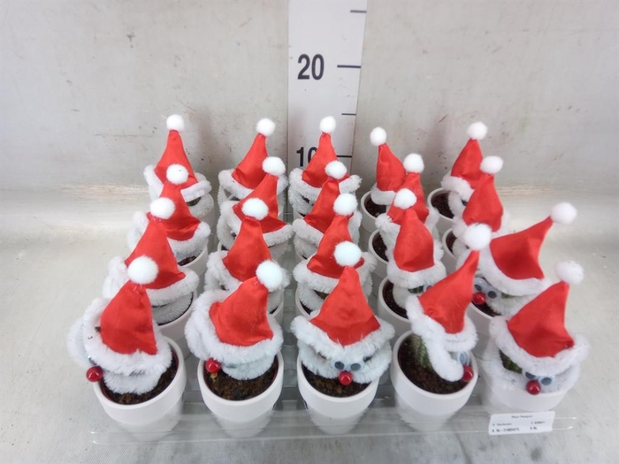 <h4>Cactus   ...decorated</h4>