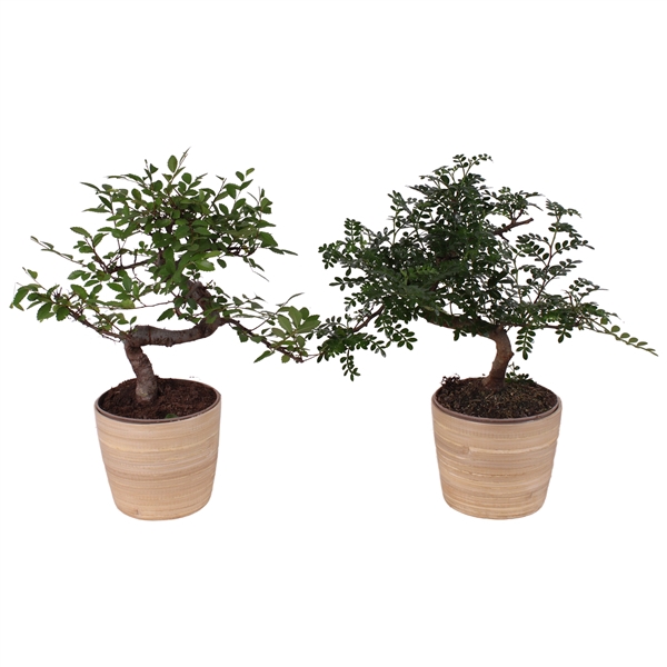 <h4>Bonsai Indoor Mix Ø12cm S-Shape in Ø 13cm Wood NT465</h4>