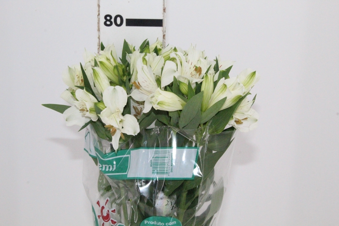 <h4>ALSTROEMERIA AKEMI 080 CM</h4>