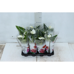 ANTHURIUM BRANCO P06