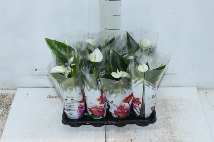 <h4>ANTHURIUM BRANCO P06</h4>