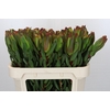 Leucadendron Laurel Yellow