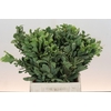 Pittosporum Ilan