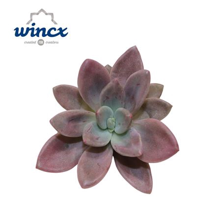 <h4>Graptoveria Rosie Crow Cutflower Wincx-8cm</h4>