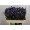 Aster N-B 'Teeny Tiny Blue'