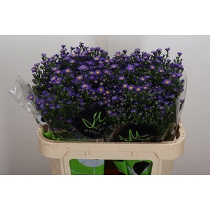 Aster N-B 'Teeny Tiny Blue'