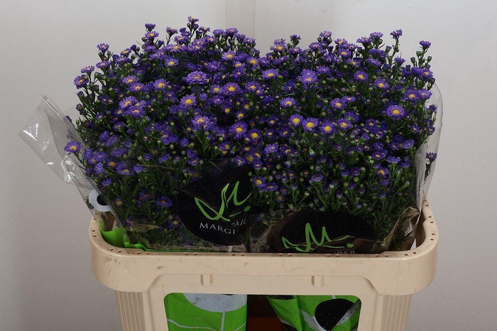 <h4>Aster N-B 'Teeny Tiny Blue'</h4>