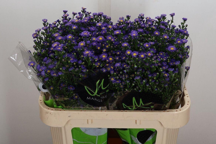 Aster N-B 'Teeny Tiny Blue'