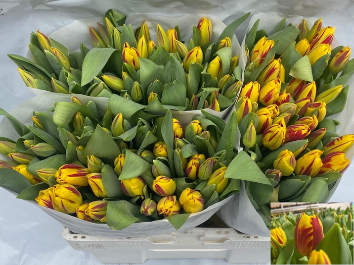 <h4>TU EN WASHINGTON</h4>