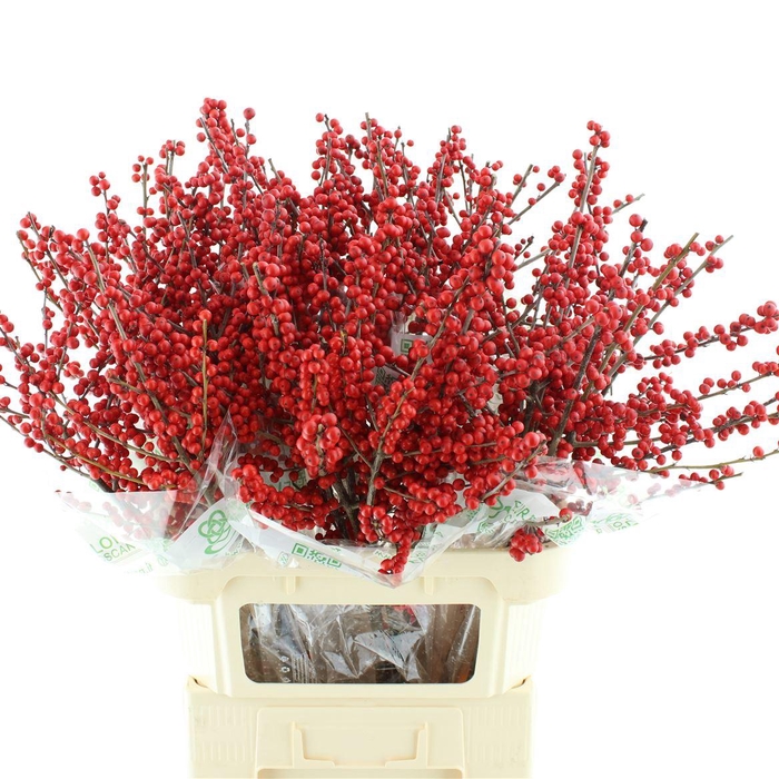 <h4>Ilex Ve Rode Bes</h4>