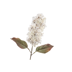 Cone Hydrangea Dried Beige