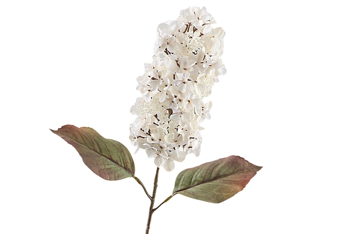 <h4>Cone Hydrangea Dried Beige</h4>