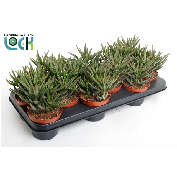 <h4>Kalanchoë Spider Green</h4>