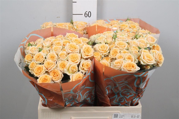 <h4>R Tr Trinity</h4>