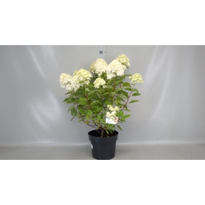 Hydrangea pan. 'Limelight'