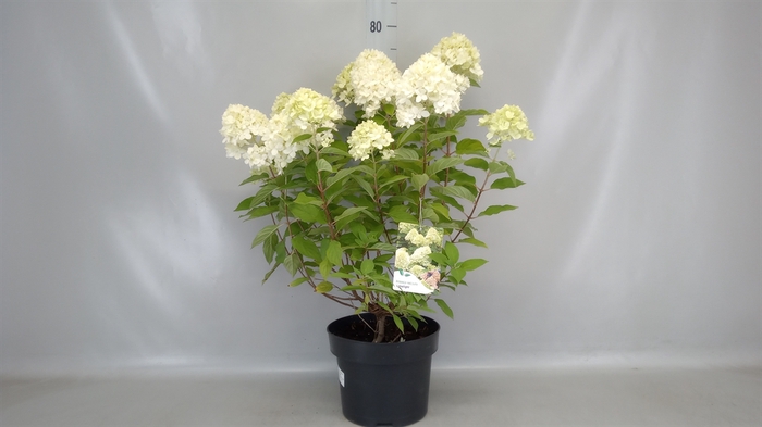 <h4>Hydrangea pan. 'Limelight'</h4>
