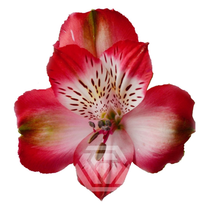 <h4>ALSTR STRAWBERRY SNOW</h4>