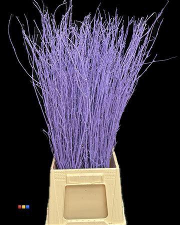 Betula / Berkentak Lila