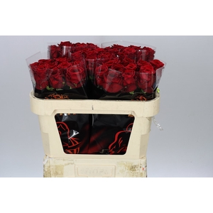 Rosa Gr Red Naomi Drf