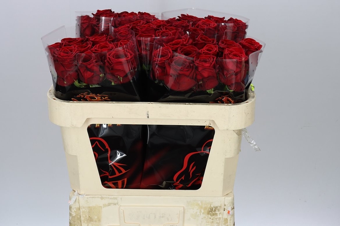 <h4>Rosa Gr Red Naomi Drf</h4>