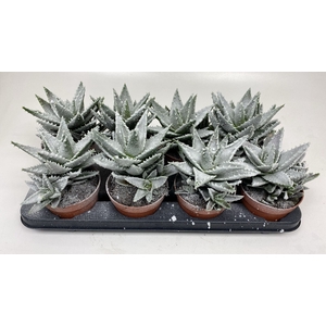 ALOE OV