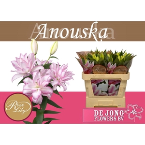 LI OR DU ANOUSKA