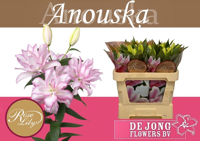 <h4>LI OR DU ANOUSKA</h4>