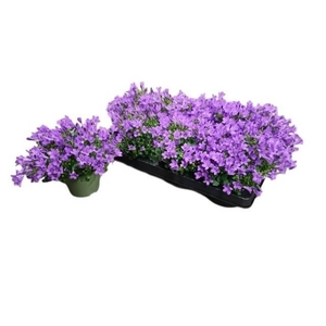 CAMP POR BLU GET MEE