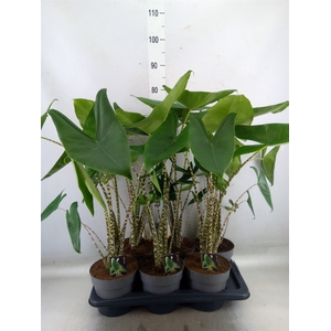 Alocasia zebrina