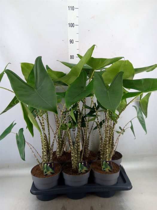 <h4>Alocasia zebrina</h4>