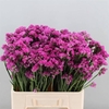 Limonium sinuatum Rosa Sun Birds