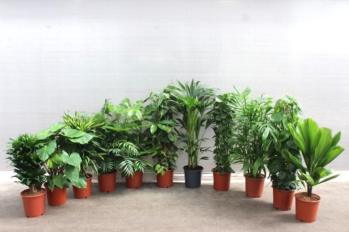 <h4>Mixkar 1424</h4>