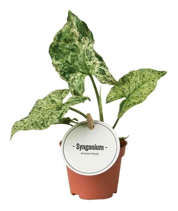 <h4>Syngonium</h4>